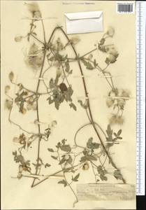 Clematis orientalis L., Middle Asia, Northern & Central Tian Shan (M4) (Kazakhstan)