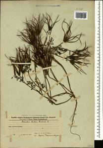Scandix pecten-veneris L., Caucasus, Azerbaijan (K6) (Azerbaijan)