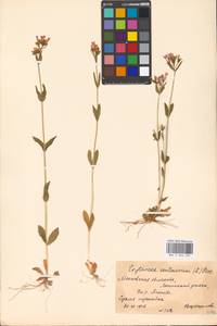 Centaurium erythraea, Eastern Europe, Moscow region (E4a) (Russia)