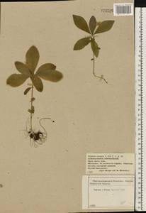 Lysimachia europaea (L.) U. Manns & Anderb., Eastern Europe, Central forest-and-steppe region (E6) (Russia)