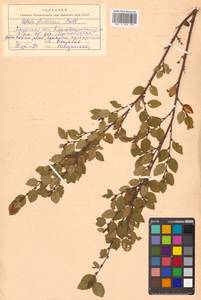 Betula fruticosa Pall., Siberia, Russian Far East (S6) (Russia)