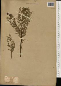 Platycladus orientalis (L.) Franco, South Asia, South Asia (Asia outside ex-Soviet states and Mongolia) (ASIA) (Japan)