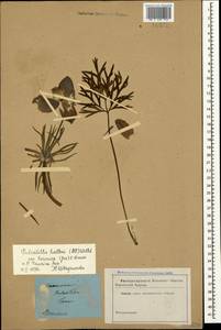 Pulsatilla halleri subsp. taurica (Juz.) K. Krause, Crimea (KRYM) (Russia)