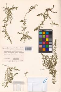 Suaeda prostrata Pall., Eastern Europe, Lower Volga region (E9) (Russia)