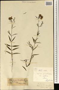 Oldenlandia lancifolia (Schumach.) DC., Africa (AFR) (Mali)