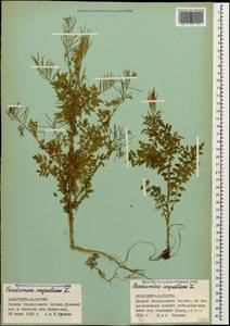 Cardamine impatiens L., Caucasus, Stavropol Krai, Karachay-Cherkessia & Kabardino-Balkaria (K1b) (Russia)