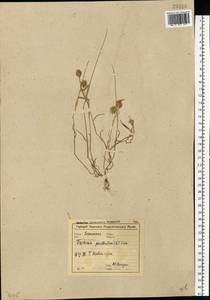 Eremopyrum triticeum (Gaertn.) Nevski, Eastern Europe, Central forest-and-steppe region (E6) (Russia)