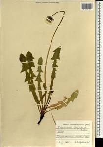 Taraxacum longicorne Dahlst., Mongolia (MONG) (Mongolia)