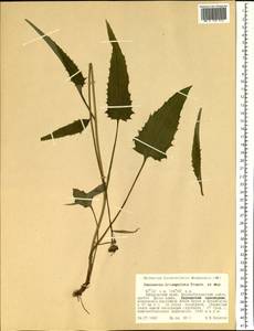 Saussurea triangulata Trautv. & C. A. Mey., Siberia, Russian Far East (S6) (Russia)