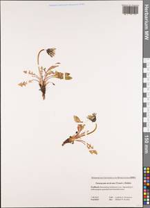 Taraxacum arcticum (Trautv.) Dahlst., Western Europe (EUR) (Norway)