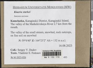 Arctoa starkei (F. Weber & D. Mohr) Loeske, Bryophytes, Bryophytes - Chukotka & Kamchatka (B21) (Russia)