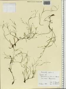 Ranunculus reptans L., Eastern Europe, Central region (E4) (Russia)