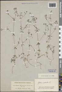 Galium palustre L., Siberia, Western Siberia (S1) (Russia)
