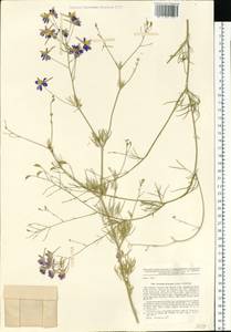 Delphinium consolida subsp. consolida, Eastern Europe, North Ukrainian region (E11) (Ukraine)