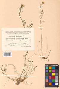 Cardamine pratensis L., Siberia, Russian Far East (S6) (Russia)