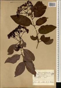 Syzygium guineense (Willd.) DC., Africa (AFR) (Mali)
