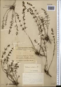 Galium verum L., Middle Asia, Northern & Central Kazakhstan (M10) (Kazakhstan)