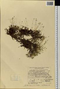 Sabulina verna subsp. verna, Eastern Europe, Eastern region (E10) (Russia)