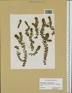 Aldrovanda vesiculosa L., Eastern Europe, Central forest-and-steppe region (E6) (Russia)
