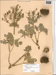 Leontice leontopetalum subsp. ewersmannii (Bunge) Coode, Middle Asia, Kopet Dag, Badkhyz, Small & Great Balkhan (M1) (Turkmenistan)