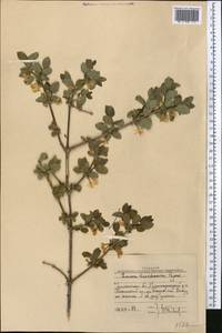 Lonicera tianshanica Pojark., Middle Asia, Western Tian Shan & Karatau (M3) (Uzbekistan)