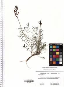 Astragalus macropus Bunge, Eastern Europe, Eastern region (E10) (Russia)