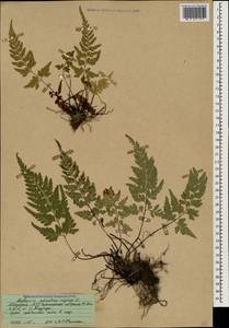 Asplenium adiantum-nigrum L., Caucasus, Abkhazia (K4a) (Abkhazia)