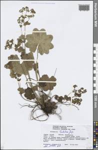 Alchemilla tubulosa Juz., Eastern Europe, Eastern region (E10) (Russia)