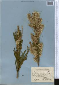 Myricaria squamosa Desv., Middle Asia, Dzungarian Alatau & Tarbagatai (M5) (Kazakhstan)