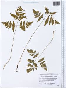 Gymnocarpium dryopteris (L.) Newman, Siberia, Baikal & Transbaikal region (S4) (Russia)