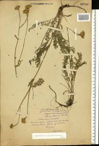 Tanacetum kittaryanum subsp. sclerophyllum (Krasch.) Tzvelev, Eastern Europe, Middle Volga region (E8) (Russia)