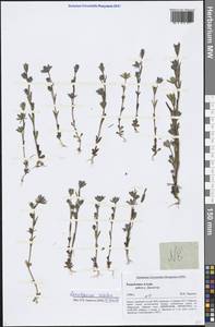 Lomatogonium rotatum (L.) Fr. ex Fernald, Siberia, Altai & Sayany Mountains (S2) (Russia)