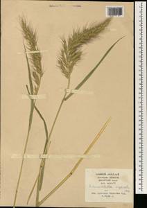 Echinochloa oryzoides (Ard.) Fritsch, South Asia, South Asia (Asia outside ex-Soviet states and Mongolia) (ASIA) (China)