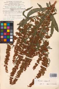 Rumex crispus L., Eastern Europe, Central region (E4) (Russia)