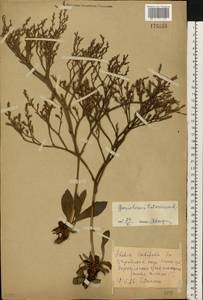 Goniolimon tataricum (L.) Boiss., Eastern Europe, North Ukrainian region (E11) (Ukraine)