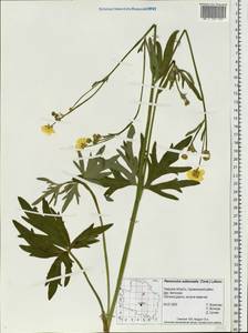 Ranunculus propinquus subsp. subborealis (Tzvelev) Kuvaev, Eastern Europe, North-Western region (E2) (Russia)
