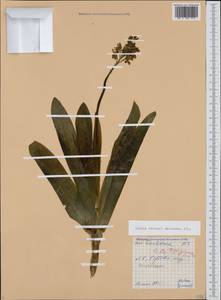 Orchis militaris subsp. stevenii (Rchb.f.) B.Baumann & al., Caucasus, Azerbaijan (K6) (Azerbaijan)