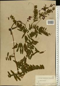 Vicia cassubica L., Eastern Europe, Central forest region (E5) (Russia)