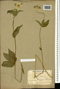 Astrantia maxima Pall., Caucasus, Armenia (K5) (Armenia)