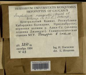 Amphidium mougeotii (Bruch & Schimp.) Schimp., Bryophytes, Bryophytes - North Caucasus & Ciscaucasia (B12) (Russia)
