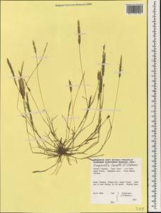 Eragrostis amabilis (L.) Wight & Arn., South Asia, South Asia (Asia outside ex-Soviet states and Mongolia) (ASIA) (Thailand)