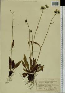 Crepis bungei Ledeb. ex DC., Siberia, Baikal & Transbaikal region (S4) (Russia)