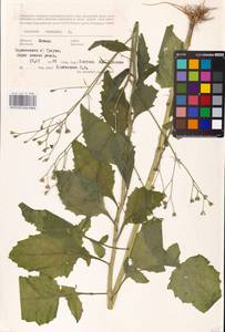 Lapsana communis L., Eastern Europe, Latvia (E2b) (Latvia)