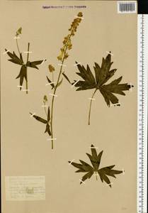 Aconitum lycoctonum subsp. lasiostomum (Rchb.) Warncke, Eastern Europe, Central region (E4) (Russia)