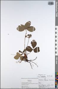 Fragaria, Eastern Europe, Central region (E4) (Russia)
