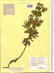Euphorbia iberica Boiss., Caucasus, Dagestan (K2) (Russia)
