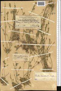 Draba lasiophylla Royle, Middle Asia, Pamir & Pamiro-Alai (M2) (Tajikistan)
