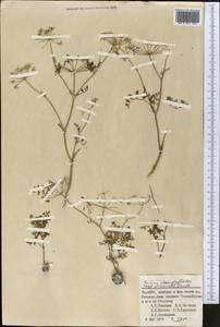 Elwendia chaerophylloides (Regel & Schmalh.) Pimenov & Kljuykov, Middle Asia, Pamir & Pamiro-Alai (M2) (Tajikistan)