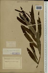 Salix viminalis L., Eastern Europe, Middle Volga region (E8) (Russia)