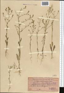 Lepidium pinnatifidum Ledeb., Middle Asia, Syr-Darian deserts & Kyzylkum (M7) (Kazakhstan)